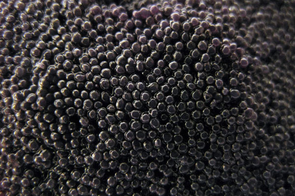 Le caviar pour une peau sublime